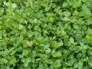 lush clover food plot for deer