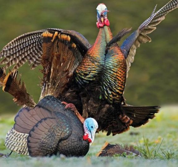 Learn the phases of turkey transition and you'll kill more birds.
