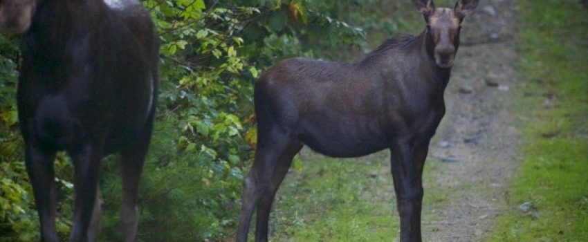 10049521_H11218525-600x400[1]