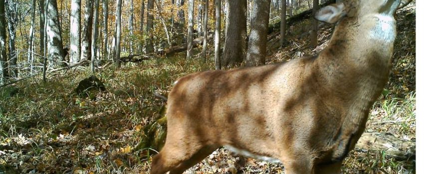 1509698_10151846784780855_243606906_n