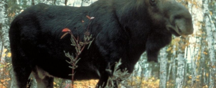 20111013_Moose_superior