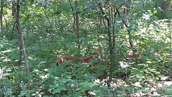 True or False:  The reason fawns are born with a pattern of white spots is so the mother can recognize her offspring.