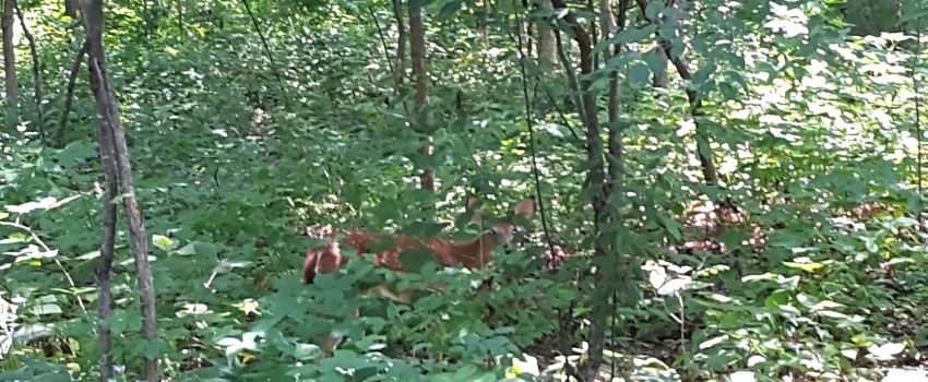True or False:  The reason fawns are born with a pattern of white spots is so the mother can recognize her offspring.