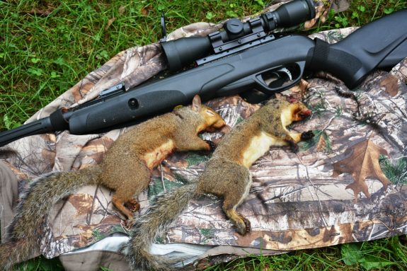 August squirrels with a .22 Gamo Whisper Fusion pellet gun.