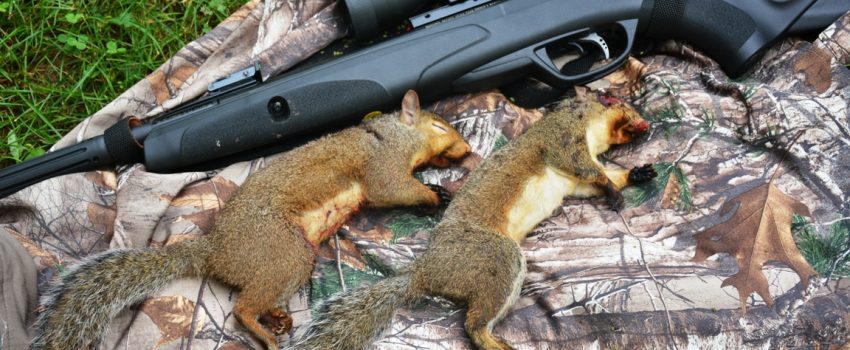 August squirrels with a .22 Gamo Whisper Fusion pellet gun.