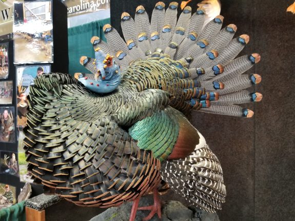 The Oscillated is the most colorful of the six wild turkey subspecies.