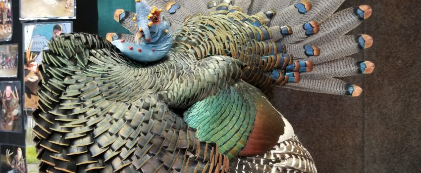 The Oscillated is the most colorful of the six wild turkey subspecies.