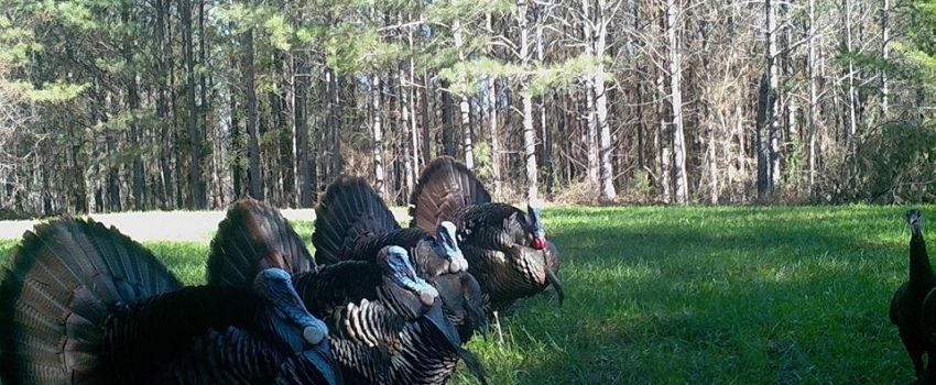 29178712_1662187183820046_2973116146296815616_n