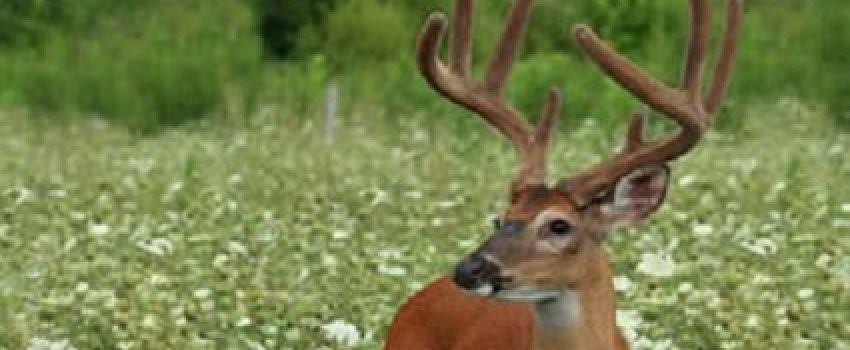 3-27-healthy-soil Photo by Mossy Oak