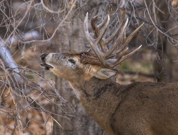 47098223_2242640586004513_7775167622227689472_n