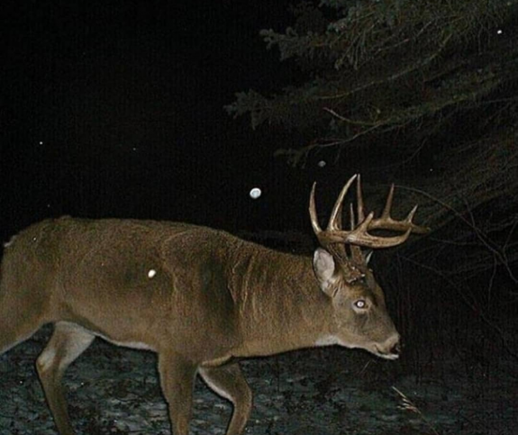 47225177_2087917544587294_2783306856993390592_n