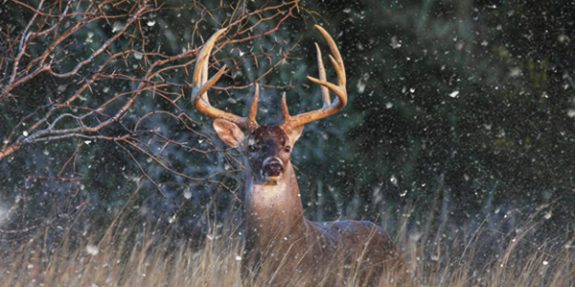 Cold weather seems to stimulate mating activity.  Here's what you need to know.
