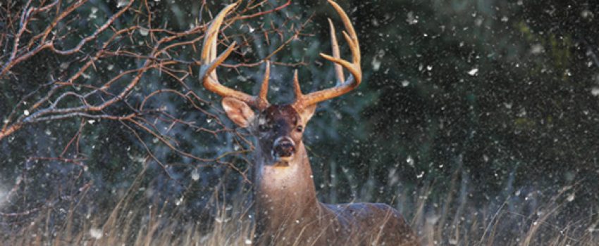 Cold weather seems to stimulate mating activity.  Here's what you need to know.