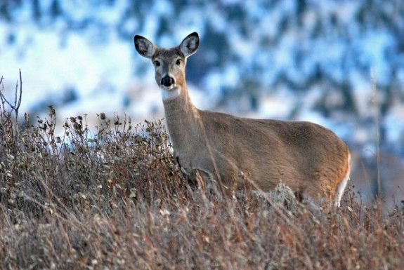 549a04d708c98.image[1]