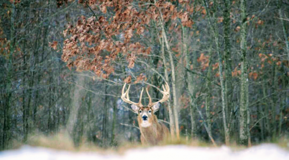 59937932_447940949309099_1583306171450654720_n