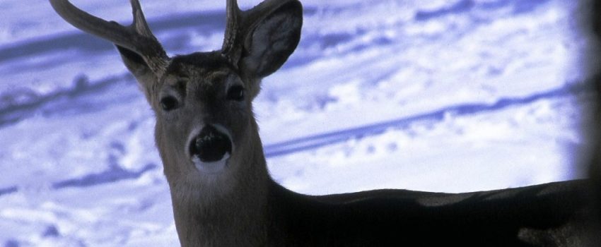 Bucks breed well into January in much of the USA.