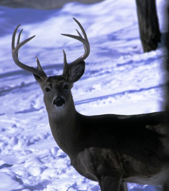 If you are a passionate deer hunter, you'll love this video and song.