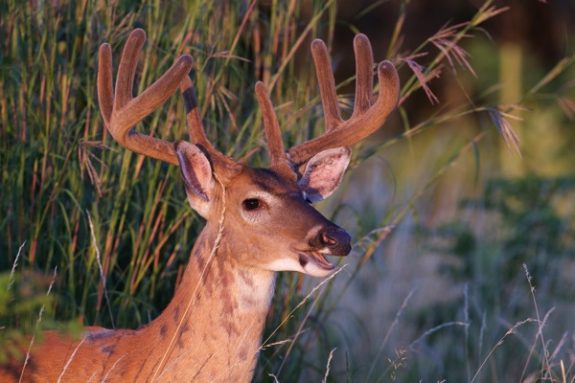 6664602767_bac93437e0_z[1]