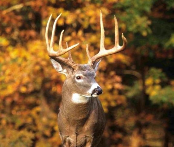 Steps taken after the shot are critical to a quick recovery.