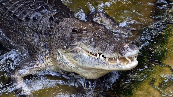 Normally, a crocodile is the dominant predator, but not this time.  Just watch.