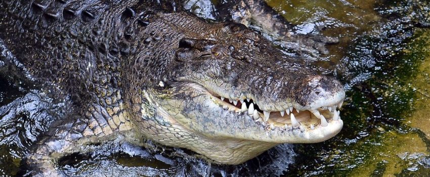 Normally, a crocodile is the dominant predator, but not this time.  Just watch.