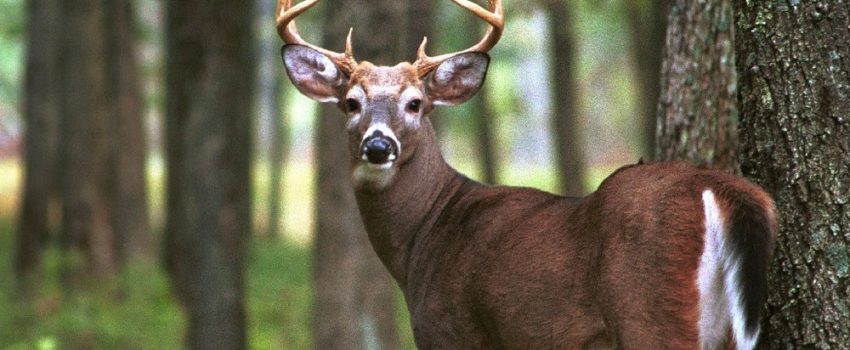 8pif7c4f46va91tci513w4ivc.1000x750x1