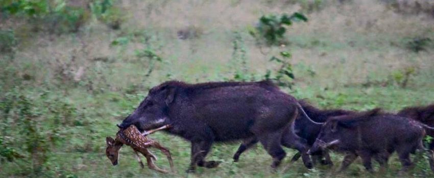 936052_909165012515721_8696666814708553054_n