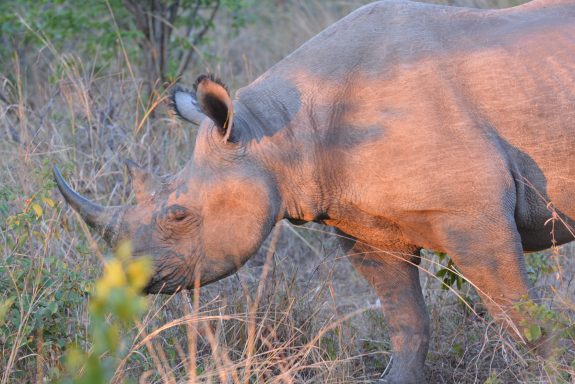 Agagia Safari 2014 1358