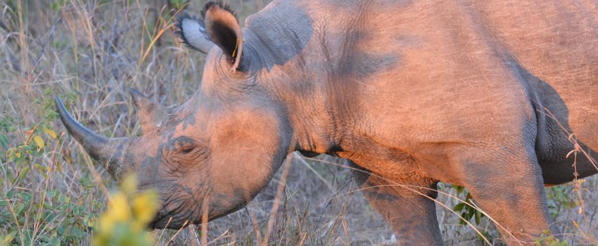 Agagia Safari 2014 1358