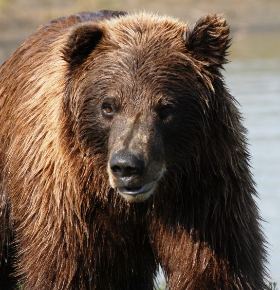 Help open grizzly hunting in Montana.