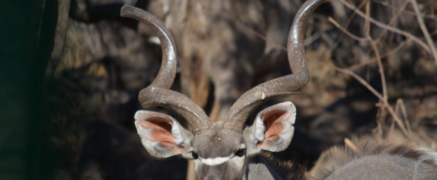 African plains game is the perfect test of gear for North American gear.