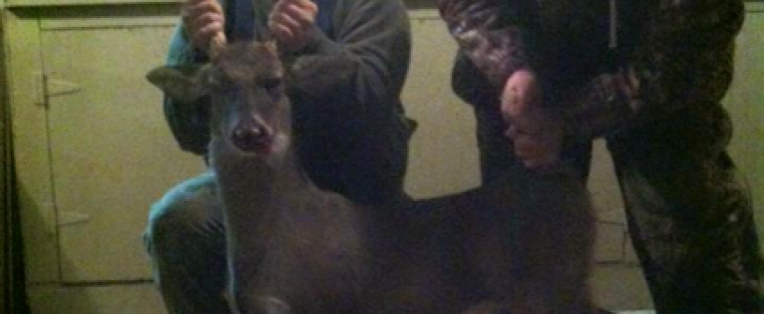 Ben-Ready-Tallassee-25inch-buck-top-of-back-44inches-nosetail