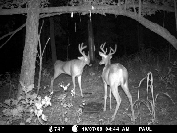 Buck Bag Double Buck