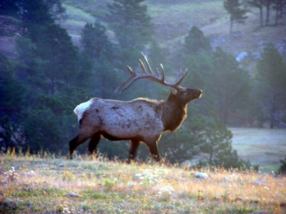 Bull_Elk_in_Wind_Cave Photo by National Parks Service