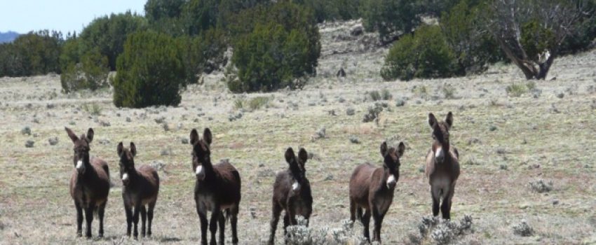 Burros_in_a_Row