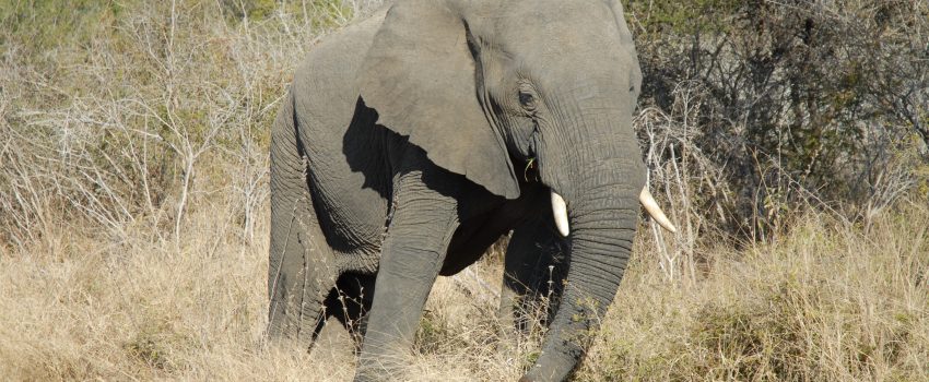 Caracal Safari 1 184