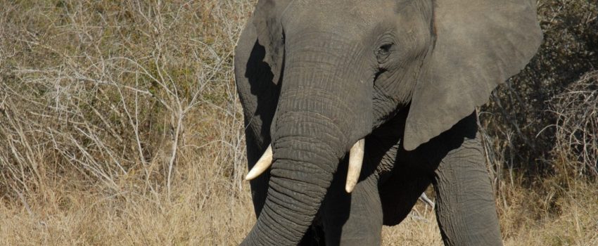 Caracal Safari 1 186 (2)