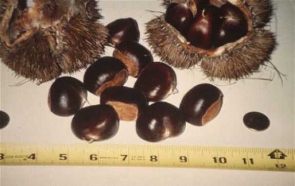 Chestnuts
