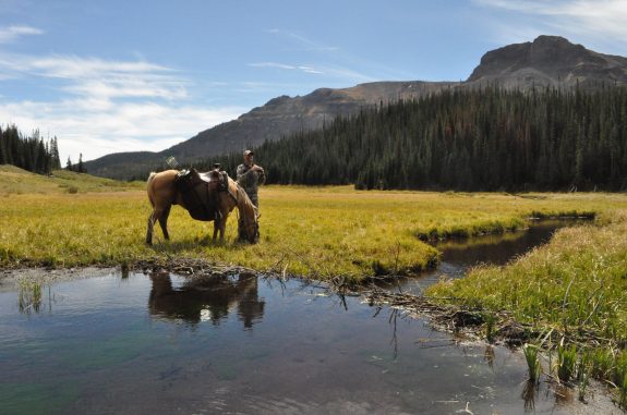 Colorado Elk 2010 058