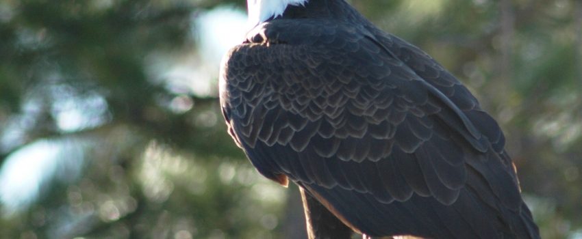 A bald eagle can easily kill a duck, unless it has bodyguards from Canada.