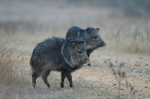 Copy of Bar O Deer 06 035