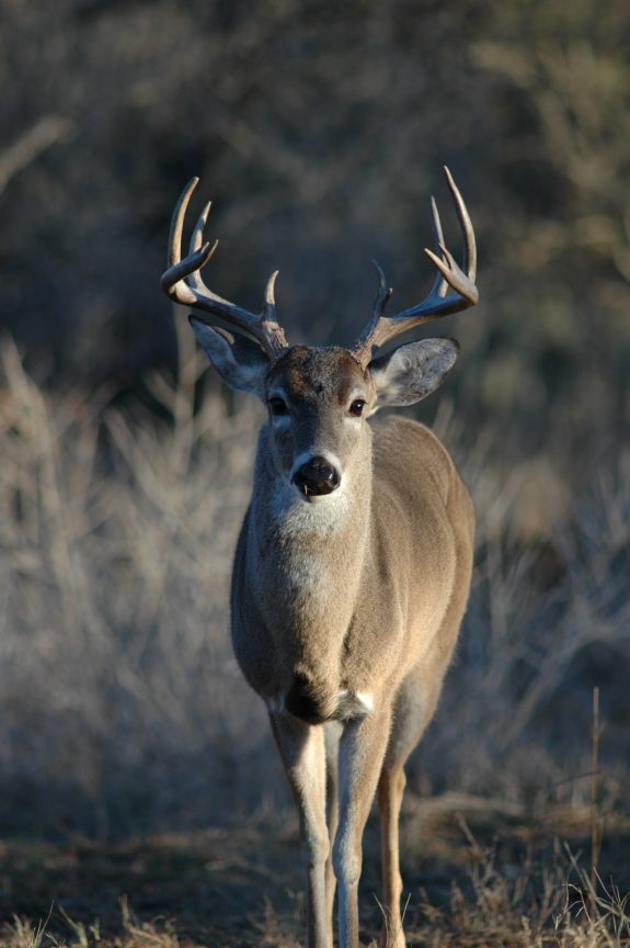 Fooling the nose of a whitetail buck is the mission of Ozonics.