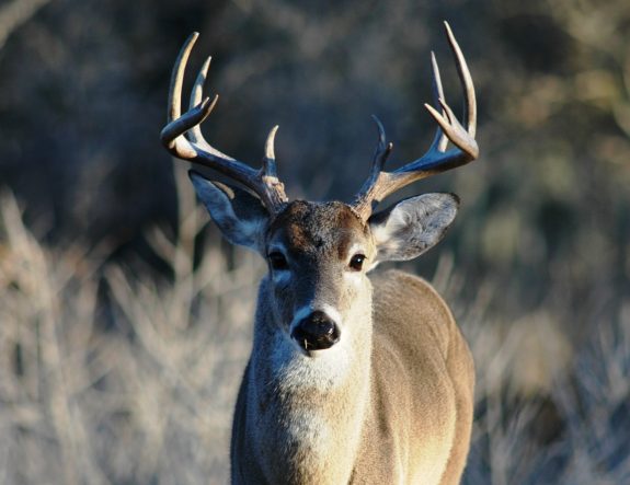 Copy of Bar O Deer 06 078