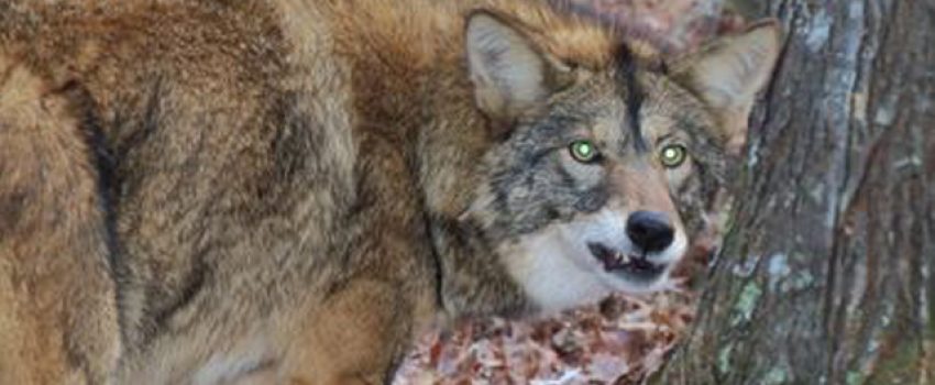 If you own a dog, be aware of coyote that may attack it.