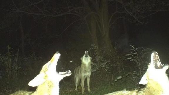 Coyotes