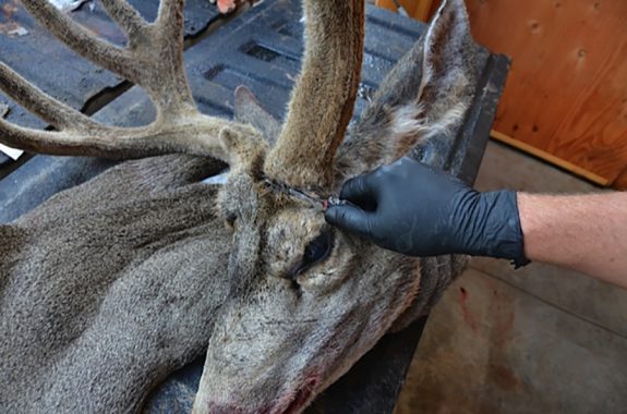 Cutting-around-the-antler