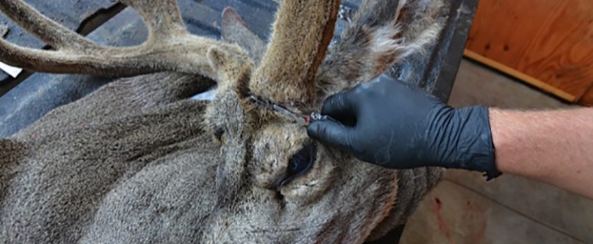 Cutting-around-the-antler