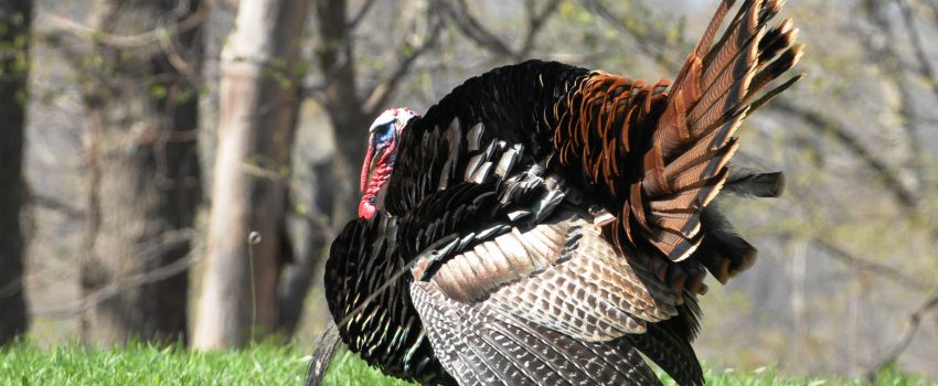 Watch the lead and feathers fly.