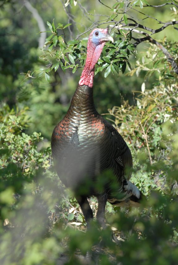 When you hear a gobbler approaching the strut zone, resist the temptation to call.  Just get ready, he's coming.