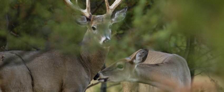 DSK111 33 Photo by DNR of Michigan State University